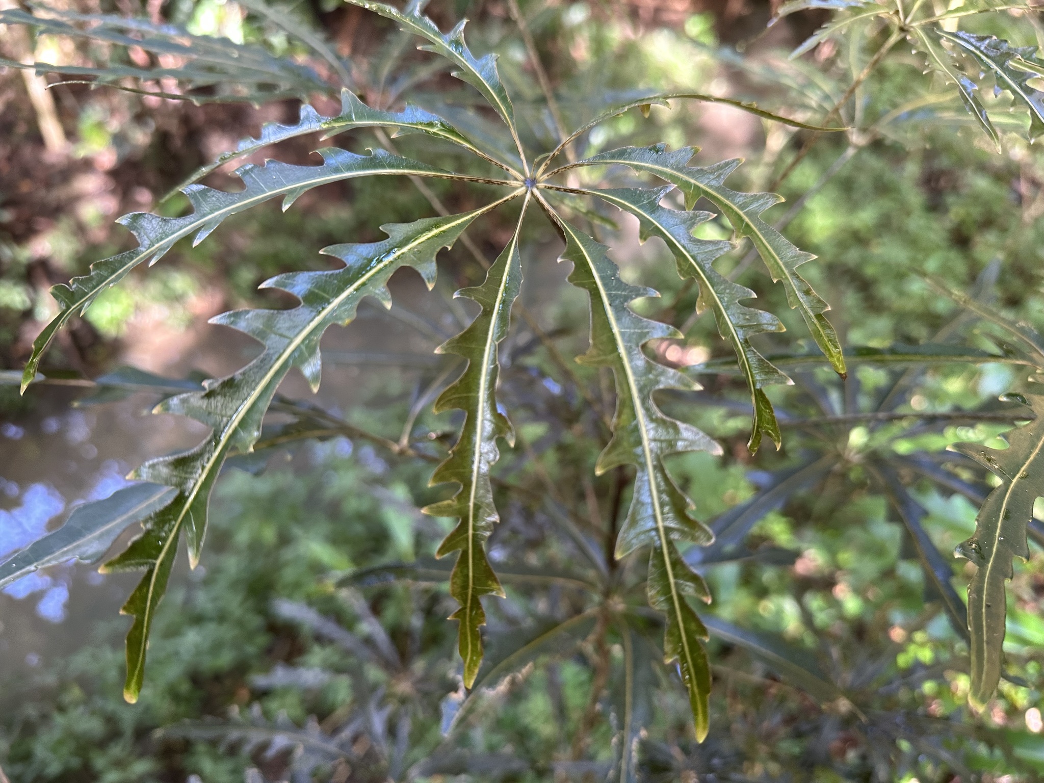Imagem de Arália elegantíssima