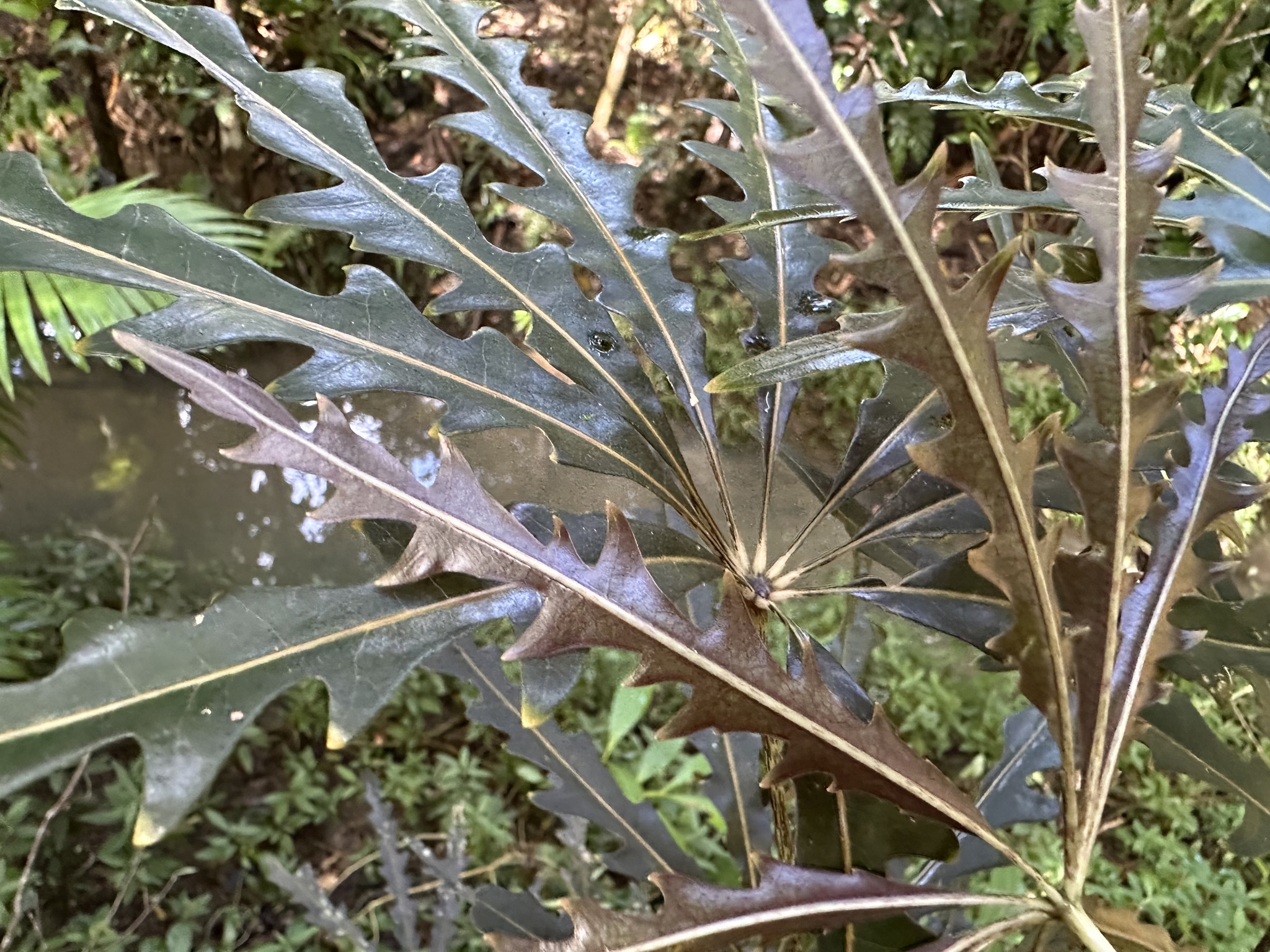 Imagem de Arália elegantíssima