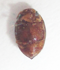 Dytiscoidea