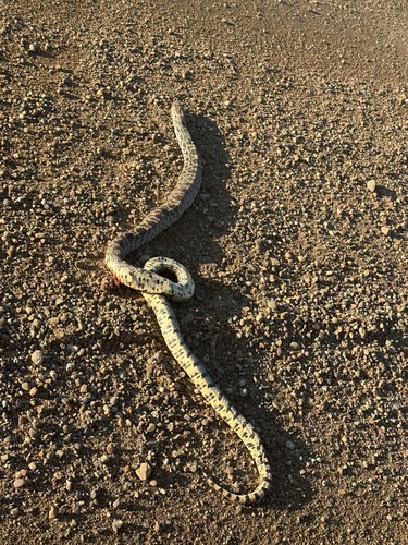 Bullsnake