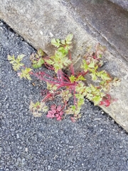 Geranium robertianum