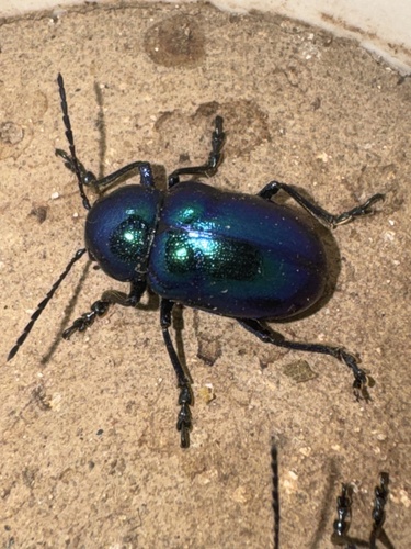 Chrysochus chinensis