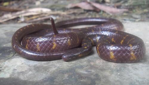 Narrow-banded Rain Snake
