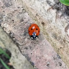 Coccinella septempunctata