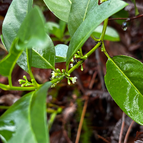 Geniostoma rupestre