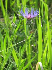 Centaurea stricta