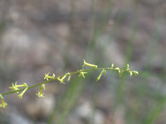 Stackhousia viminea