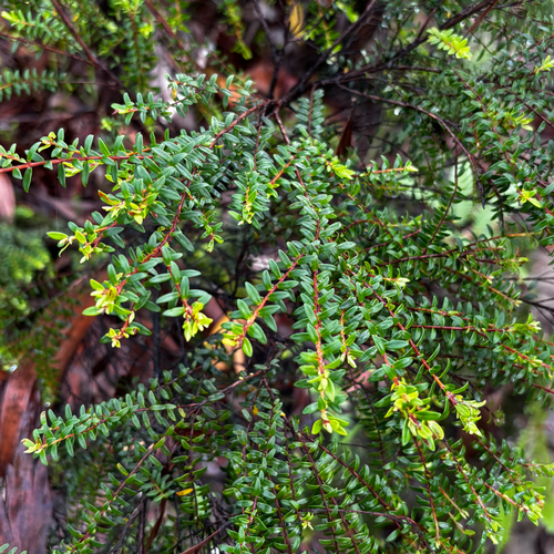 Myrtella bennigseniana observed 2026-05-23