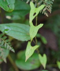 Calystegia marginata