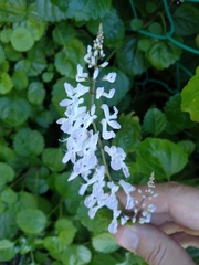 Plectranthus verticillatus
