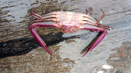 Podophthalmus vigil observed 2026-05-22