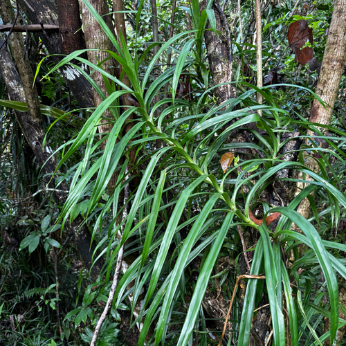 Freycinetia reineckei observed 2026-05-23