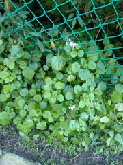Plectranthus verticillatus