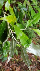 Argophyllum nullumense