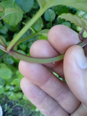 Plectranthus verticillatus