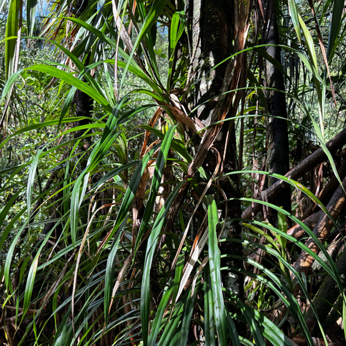 Freycinetia reineckei observed 2026-05-23