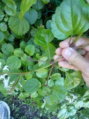 Plectranthus verticillatus