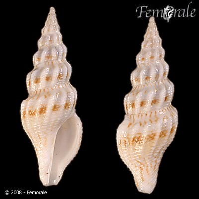 Turricula