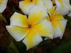 Plumeria