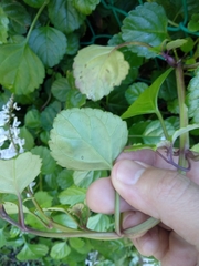 Plectranthus verticillatus