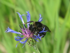 Centaurea stricta