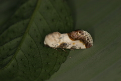 Acontia chea