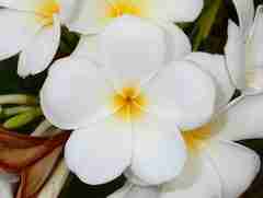 Plumeria