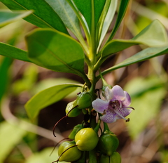 Myoporum bontioides