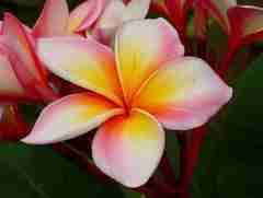 Plumeria