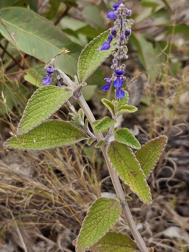 Coleus alloplectus observed 2026-05-23
