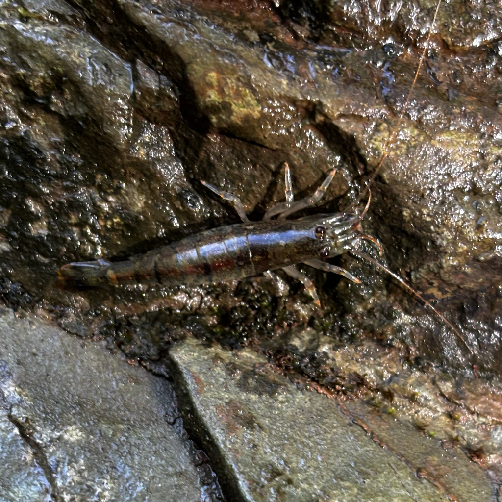 Atyoida chacei