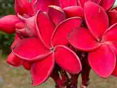Plumeria