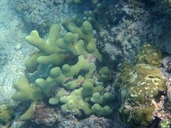 Porites divaricata