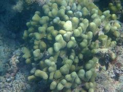 Porites divaricata