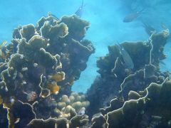 Porites divaricata