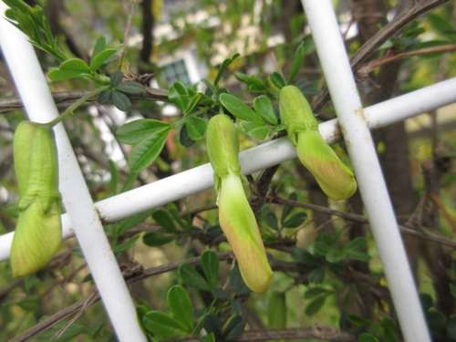 Caragana sinica iNat (3)
