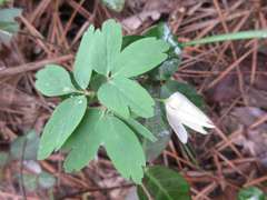 Anemonoides raddeana