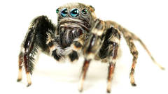 Jotus karllagerfeldi