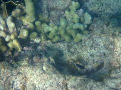 Porites divaricata