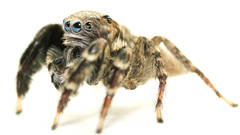 Jotus karllagerfeldi