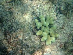 Porites divaricata