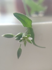 Tracheophyta
