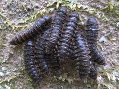 Cerogria janthinipennis