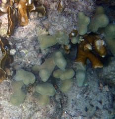 Porites divaricata