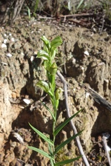 Pterostylis smaragdyna
