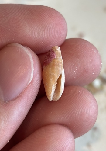 Probata barbadensis observed 2026-05-22
