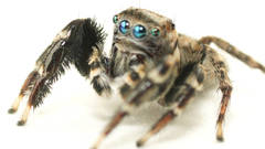 Jotus karllagerfeldi