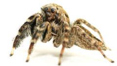 Jotus karllagerfeldi