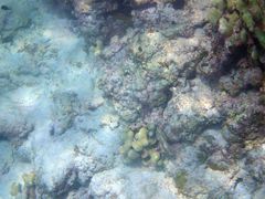 Porites divaricata