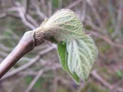 Alangium platanifolium